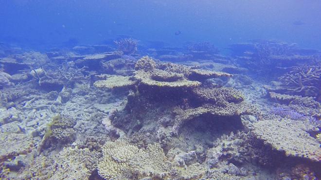 La Grande barrière de corail touchée à 98% par le blanchissement à cause du réchauffement climatique