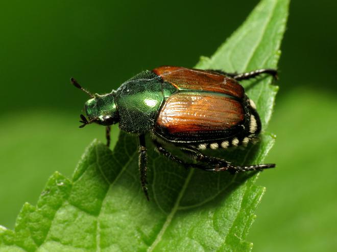 Détecté à Bâle, un scarabée venu du Japon, qui «dévore tout et se multiplie très vite» , sans prédateur en Europe, devrait prochainement arriver en France