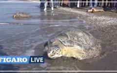 Des tortues sont remises à l'eau en Turquie, après leur rétablissement