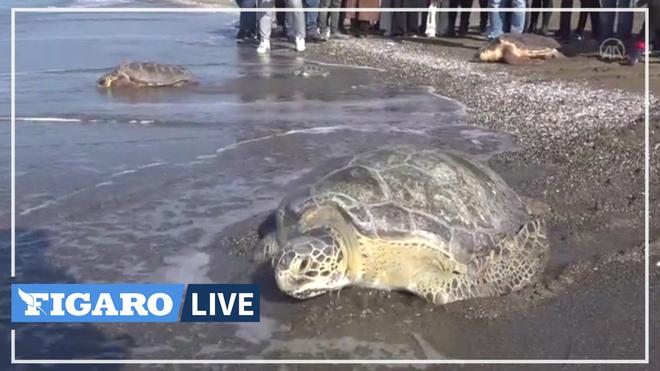 Des tortues sont remises à l'eau en Turquie, après leur rétablissement