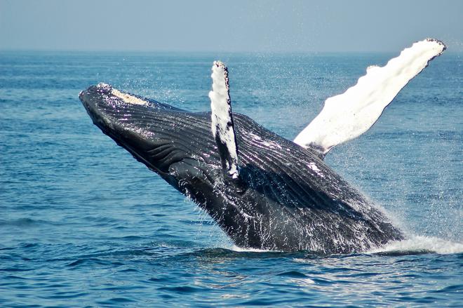 Les baleines sont plus gloutonnes que prévu, et c’est une bonne nouvelle