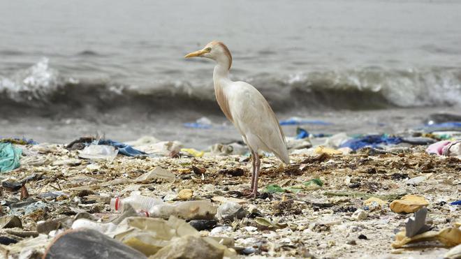 Masques, gants... 26.000 tonnes de déchets plastiques liés au Covid déversés dans l'océan