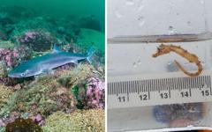 Londres : requins et hippocampes sont de retour dans la Tamise