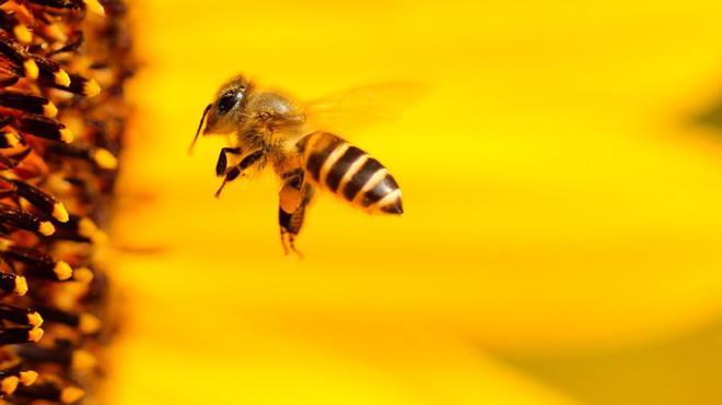 Pourquoi les abeilles sont-elles si souvent jaunes et noires ?