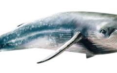 Bitcoin (BTC) : qu’est-ce qu’une whale ?