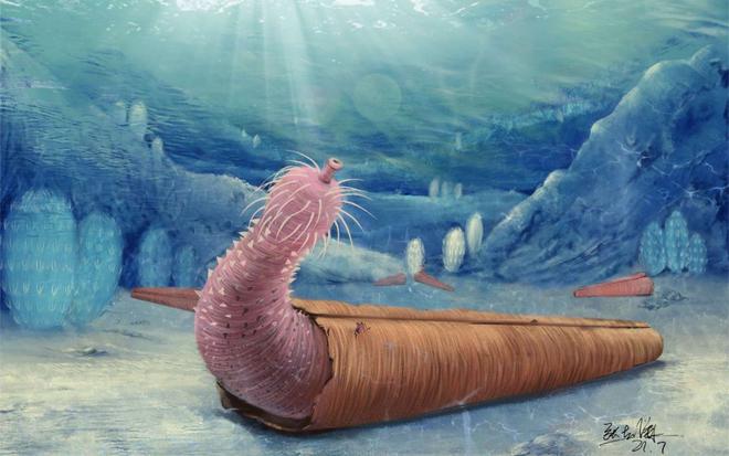 Un « vers pénis » qui vivait en ermite dans l'océan il y a 500 millions d'années