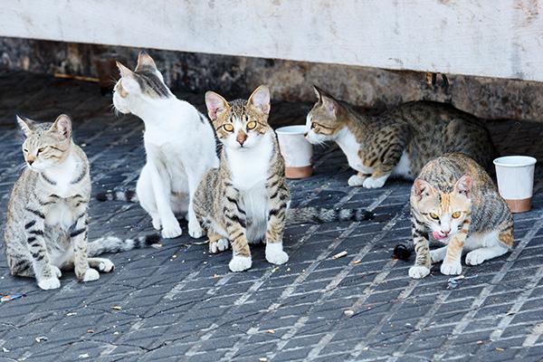 Les maires face aux bandes de chats des rues