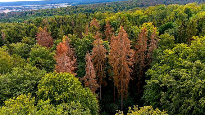 Forêts : la mortalité des arbres augmente en Europe en raison du changement climatique