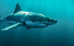 Plongée avec le grand requin blanc : faut-il préférer dans une cage ou en dehors ?