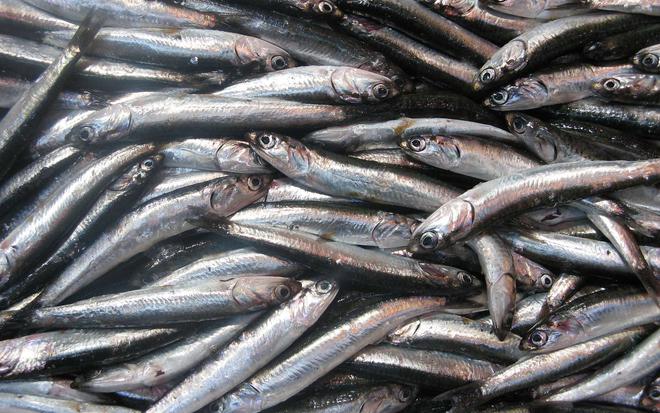 Pourquoi les sardines rétrécissent