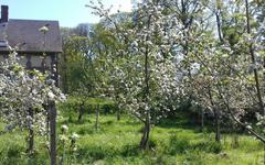 À Brémontier-Merval, des variétés de pommes locales à découvrir et à réintroduire