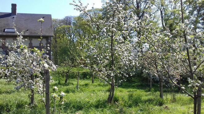 À Brémontier-Merval, des variétés de pommes locales à découvrir et à réintroduire