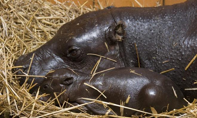 Un hippopotame pygmée est né au Bioparc [VIDEO]