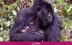 RDC: deux bébés gorilles sont nés aux Virunga, où leur population continue d'augmenter