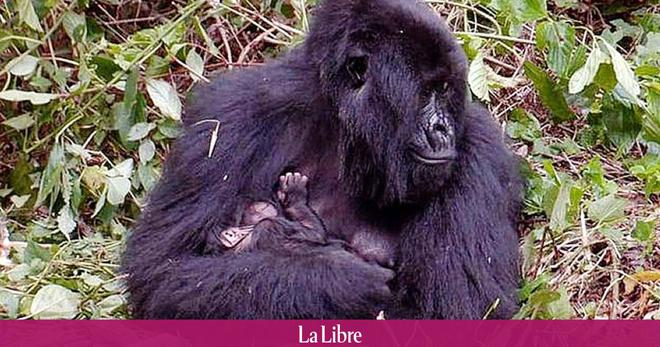 RDC: deux bébés gorilles sont nés aux Virunga, où leur population continue d'augmenter