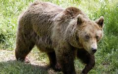 Ariège : un chasseur mordu par une ourse la tue de deux balles