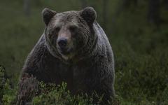 Ariège : un chasseur tue une ourse qui venait de le mordre