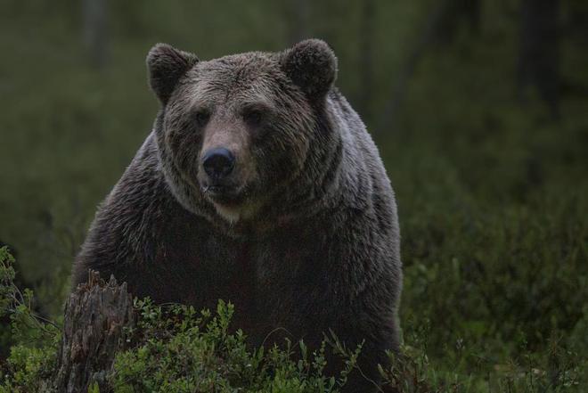 Ariège : un chasseur tue une ourse qui venait de le mordre