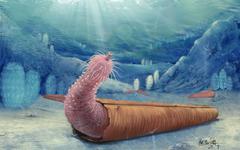 Ce « ver pénis » vivait en ermite dans l'océan il y a 500 millions d'années