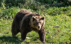 Biodiversité : un septuagénaire gravement blessé par un ours en Ariège, “la cohabitation c’est compliqué”