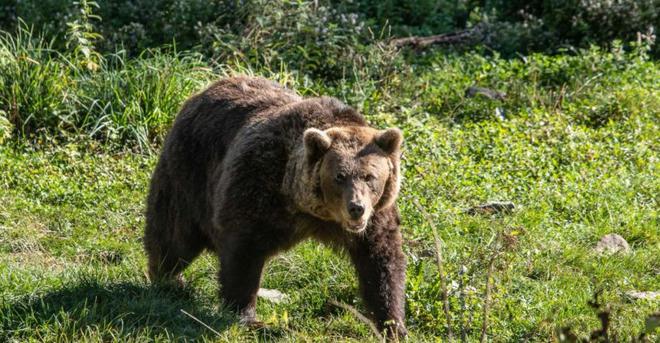 Biodiversité : un septuagénaire gravement blessé par un ours en Ariège, “la cohabitation c’est compliqué”