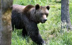 Ourse tuée en Ariège : les chasseurs jugent «impossible» une cohabitation avec l’animal