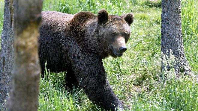 Ourse tuée en Ariège : les chasseurs jugent «impossible» une cohabitation avec l’animal