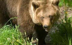 Chasseur blessé en Ariège : l’ours est-il dangereux pour l’homme ?