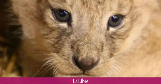 Triste nouvelle à Pairi Daiza: un lionceau, âgé d'à peine deux mois, est décédé