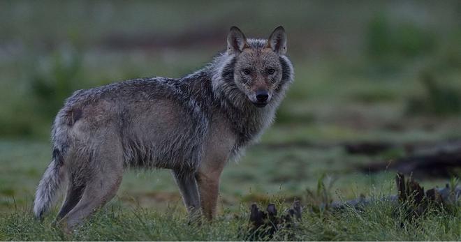 L’Office français de la biodiversité confirme la présence d’un loup gris dans le Calvados