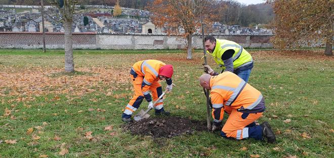 Trente-cinq arbres à hautes tiges ont été plantés cette année à Caudebec-lès-Elbeuf