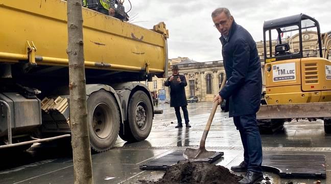 Bordeaux : Pour sa « reconquête végétale » de la ville, Pierre Hurmic veut « réhabiliter l’arbre »
