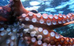 Poulpes, homards et crabes sont reconnus comme des êtres conscients au Royaume-Uni