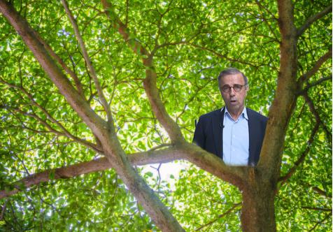 Le maire de Bordeaux sur un arbre perché…