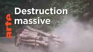 Bornéo : des sarbacanes contre les bulldozers