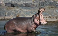 Les hippopotames de Pablo Escobar menacent la faune colombienne