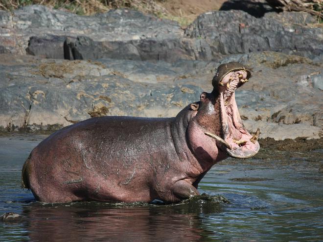 Les hippopotames de Pablo Escobar menacent la faune colombienne
