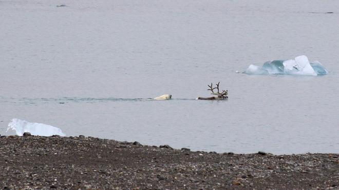 VIDÉO - Des scientifiques captent de rares images d'un ours polaire capturant un renne