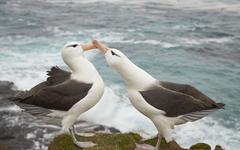 Le changement climatique entraîne des divorces à la chaîne chez les albatros