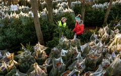 Fêtes de Noël : usage excessif de pesticides, manque de biodiversité... nos «beaux sapins» ne sont pas si bio