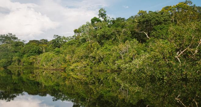 Arbre balsa : l’Amazonie menacée par les éoliennes