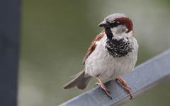 Disparition des oiseaux : tous mobilisés pour sauver les moineaux