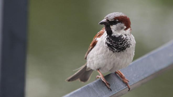 Disparition des oiseaux : tous mobilisés pour sauver les moineaux