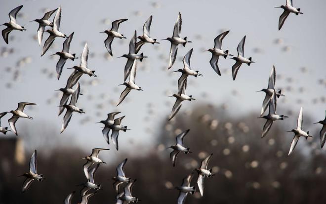 La stratégie des oiseaux migrateurs pour ne pas surchauffer en vol