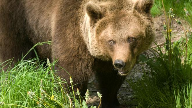 Pyrénées : le nombre d’animaux d’élevage attaqués par des ours a baissé en 2021, selon la préfecture