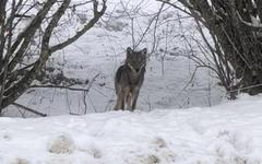 Lugrin: il filme des loups traversant la route à proximité du hameau de Laprau