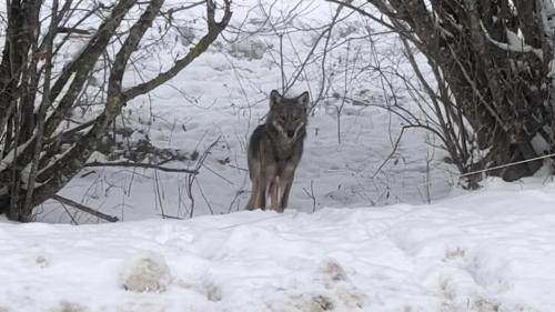 Lugrin: il filme des loups traversant la route à proximité du hameau de Laprau
