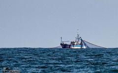 Pêche : ce que la science nous dit de l’impact du chalutage sur les fonds marins