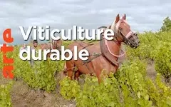Le renouveau du vignoble français