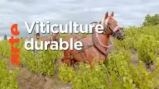 Le renouveau du vignoble français